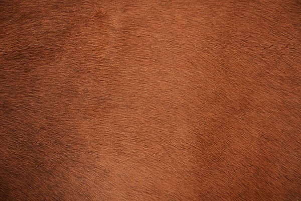 7. Что за животное тут?