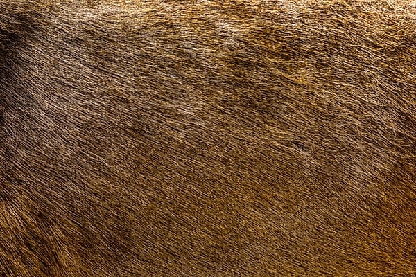 9. Часть тела какого зверька тут?