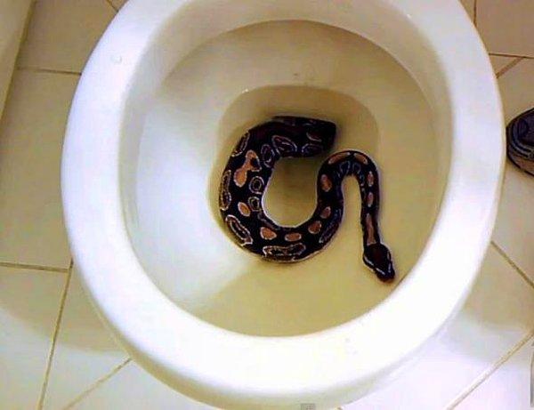 3. Tuvalet ya da banyo deliğinden yılan çıkacağını sanırdık.