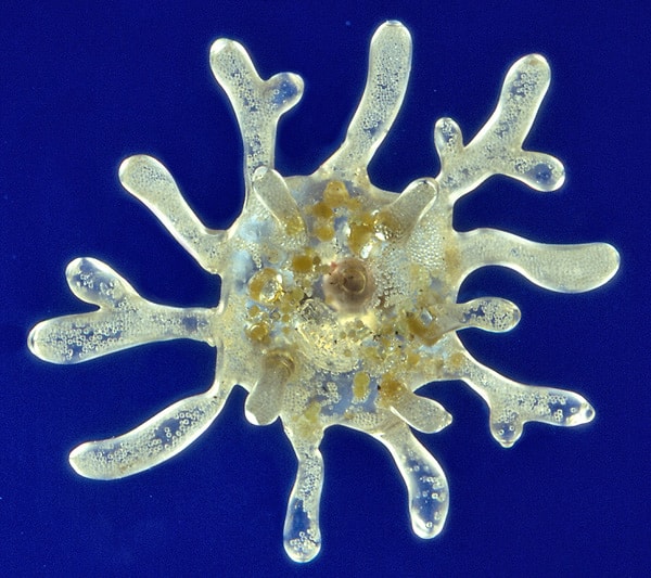 5. Что состоит из  одной клетки?