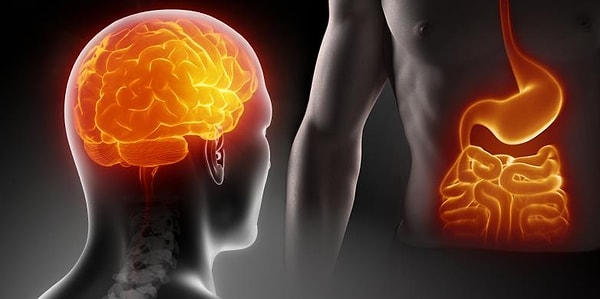 10. Правда ли, что в желудке человека находится так называемый второй мозг, который имеет контроль над настроением и аппетитом?