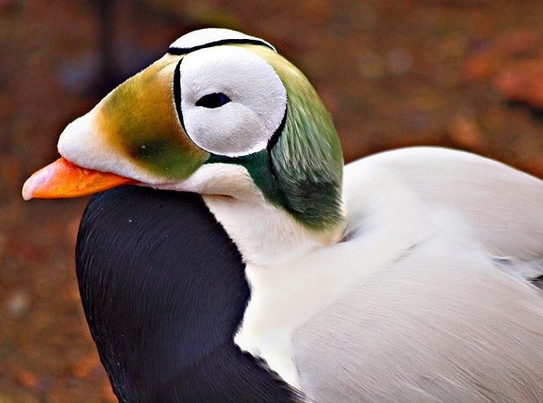 9. Среди каких представителей животного мира не встретишь "очковых"?