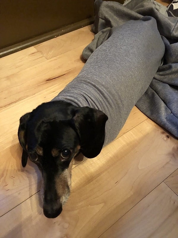 9. Теперь я такса!