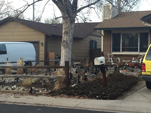 7. Сердобольный сосед, который прикормил уточек и теперь сводит с ума всю округу.