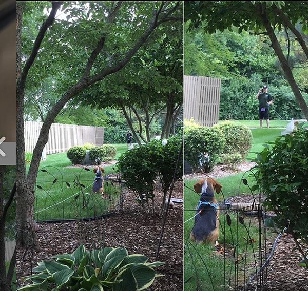 19. «Каждый день этот сосед выгуливает собаку перед моим двором, останавливается и смотрит, как мой пес лает до последнего».