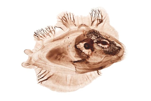 4. Что смогли рассмотреть здесь?