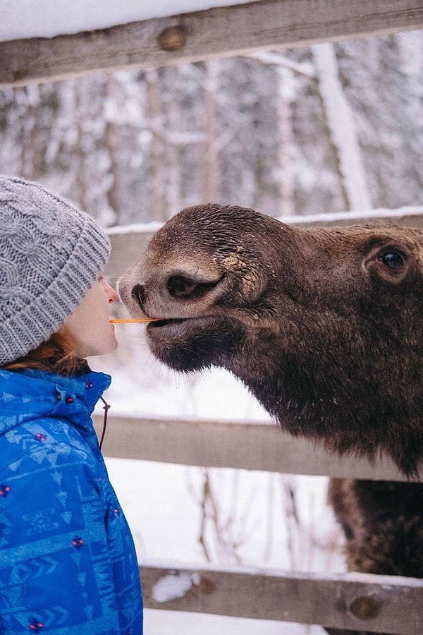 5. Какое животное вы видите?