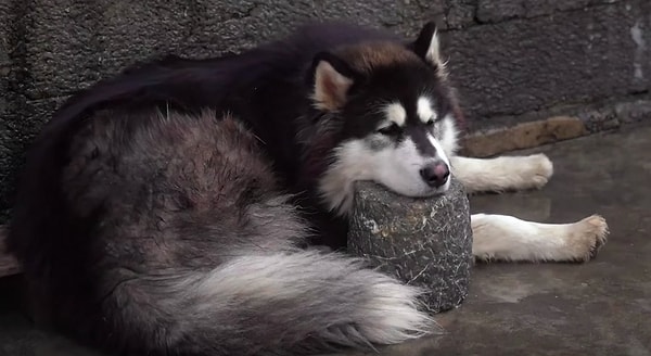 8. "У меня все в порядке с зубами, и я могу кусать камни"