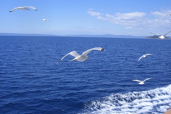 5. Известно, что самое быстрое морское течение — это Солт-фиорд, у побережья Норвегии. Какова его скорость?