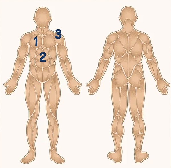 1. Начнем с простого, где находится большая грудная мышца?