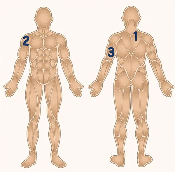 3. Что насчет трёхглавой мышцы плеча?