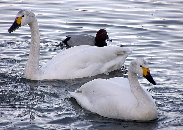 8. Птичьи базары