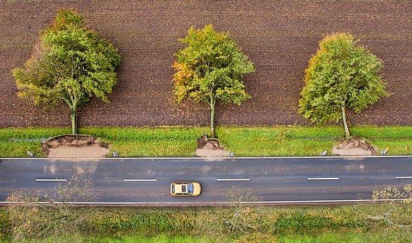 1. Almanya'da Xavier fırtınasından sonra ağaçlar.