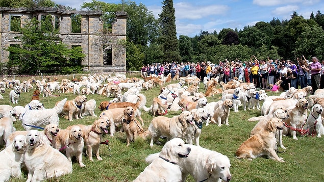 15. Golden Retriever Festivali, İskoçya