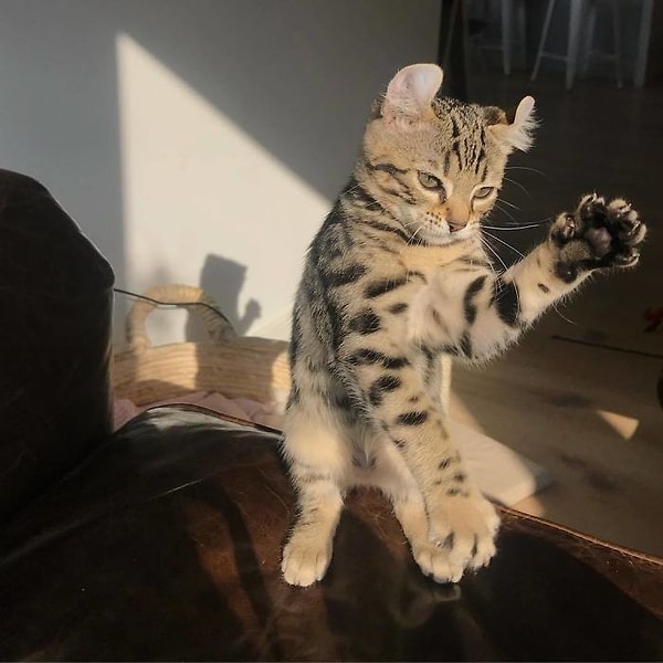 14. "А затем вторую лапку"