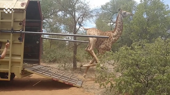 Her Gün Ayıla Bayıla İzlediğimiz Hayvanların Düştükleri Komik Durumlar