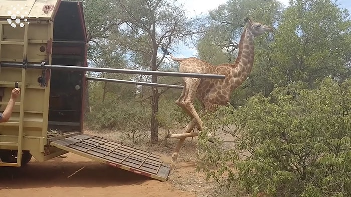 Her Gün Ayıla Bayıla İzlediğimiz Hayvanların Düştükleri Komik Durumlar
