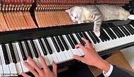 Минутка милоты: Спящую на пианино кошку совсем не смущает громкая музыка и поднимающие ее клавиши