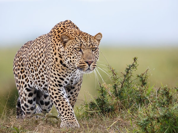 Вы чужды условностям!