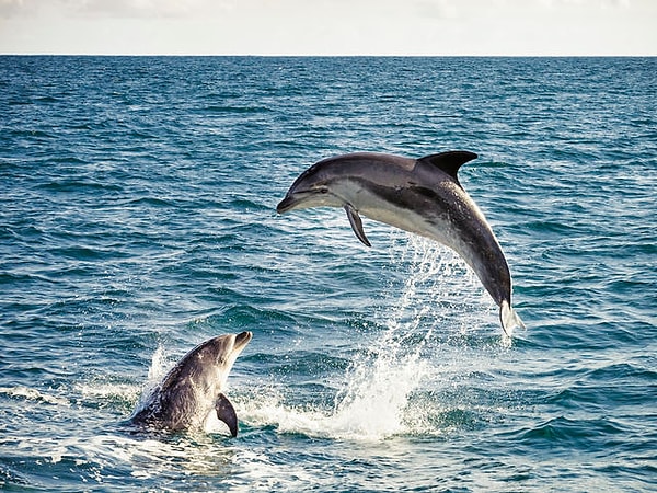 Вы любознательны!