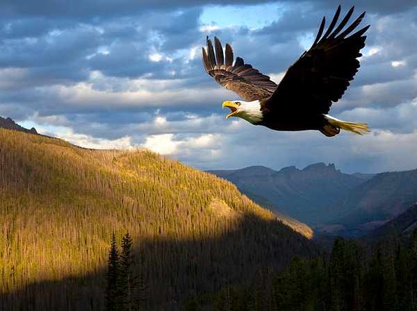 Вы артистичны!