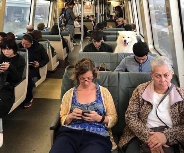 17. Обычный пассажир, что такого?