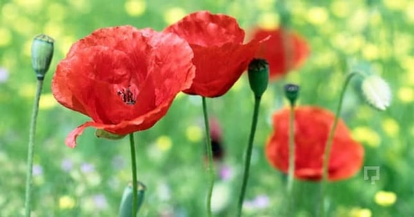 2. Красный мак: