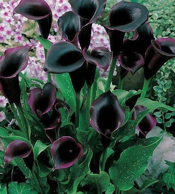 15. Черная лилия: