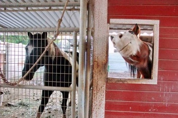 20. Не найдется ли немного свежего сена для такой дружелюбной кобылки, как я?