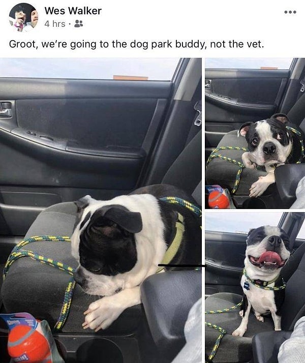 24. «Приятель, мы едем на прогулку в парк, а не к ветеринару!»