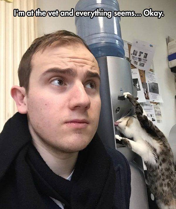 36. «Мы у ветеринара, и, по-моему, всё идет гладко...».