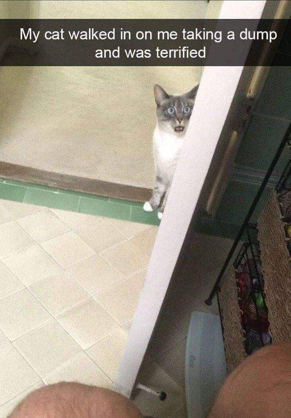 38. «Мой кот впервые увидел меня в туалете». Травма на всю жизнь.