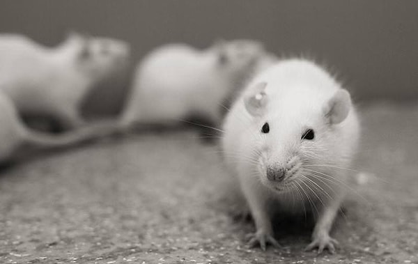 6. Если скрестить между собой чёрных и белых мышей с одинаковыми генами, вероятность получить мышей какого цвета окажется меньше?