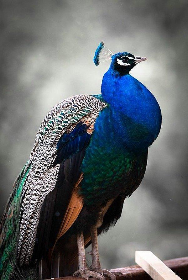 10. Tavus kuşları, her yıl çiftleşme döneminden sonra renkli tüylerini dökerler.