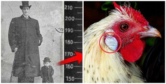 7 невероятных фактов обо всем на свете, рассказав которые в кругу друзей, вы моментально станете душой компании :)