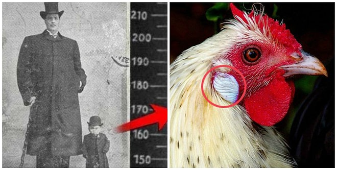 7 невероятных фактов обо всем на свете, рассказав которые в кругу друзей, вы моментально станете душой компании :)