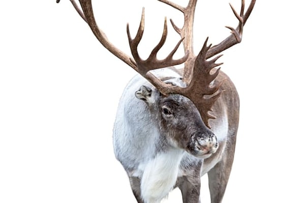 3. Выбираем лося: