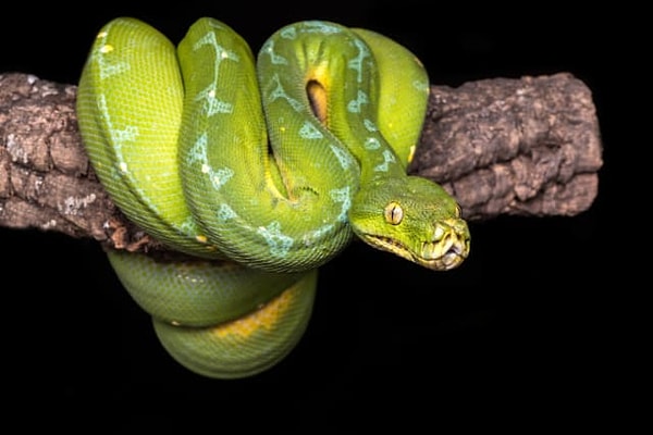 4. А теперь выберите змею: