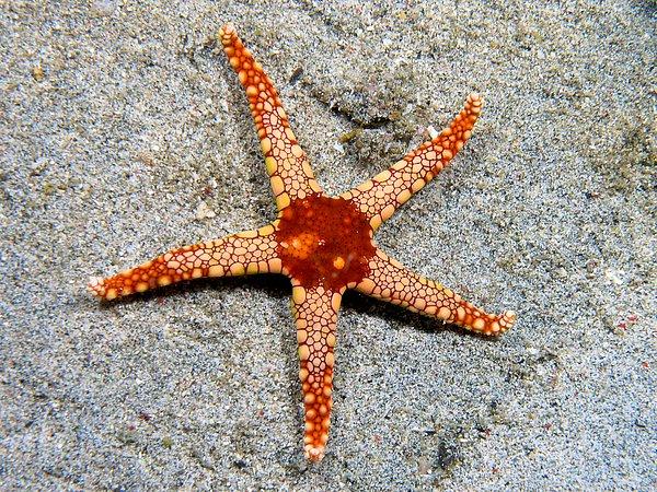 20. Deniz yıldızlarının kanı akmaz, çünkü kanları yoktur. Bu canlılar deniz suyunu kullanarak besinleri damarlarından geçirirler.