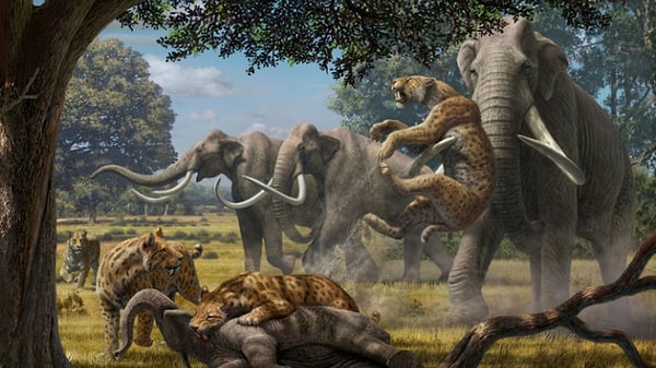 12. У кого из этих хищников самый большой хвост?