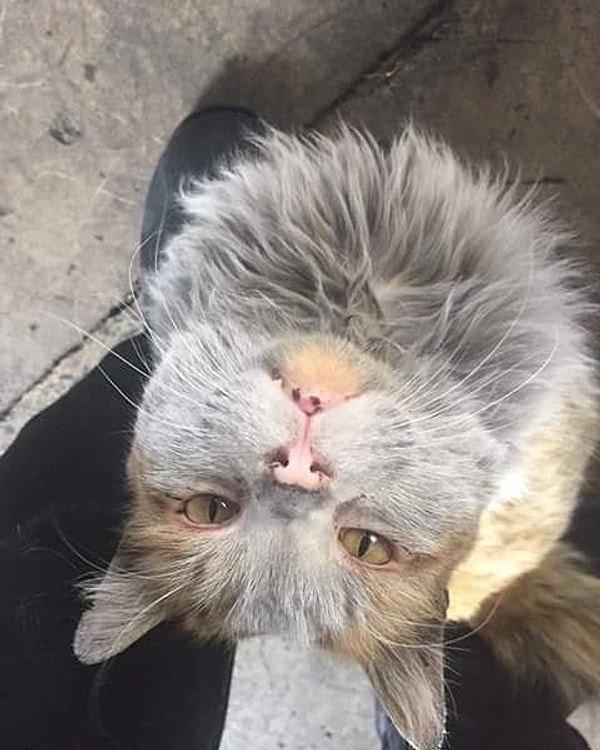 4. Работники вокзала присматривали за ней, подкармливая, когда мама-кошка с другими котятами ушли