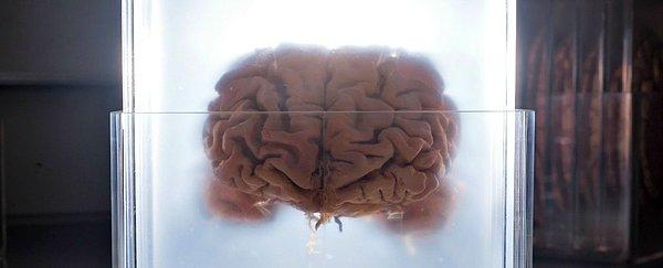 Beyin ve gereksinimlerini sağladığı bünye fonksiyonlarını yerine getirmek için oksijene ihtiyaç duymaktadır (vücutta kullanılan oksijenin %20’sini beyin tek başına kullanmaktadır).