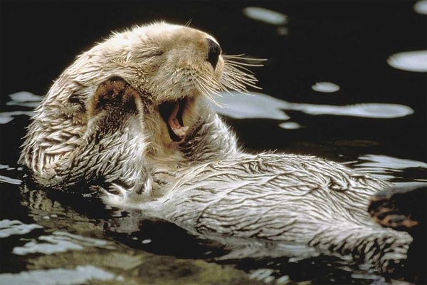 8. Морские выдры держат друг друга за лапки, когда спят, чтобы их не отнесло неизвестно куда течением