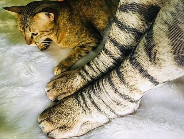 40. Маскировка под кота