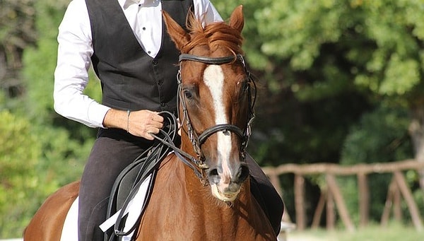 7. Специалист, обучающий верховой езде называется...