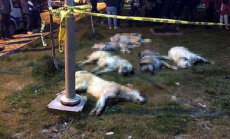 Ankara'da 16 Köpeği Zehirleyerek Öldürmüşlerdi: Mala Zarar Vermekten 5 Yıl 4 Aya Kadar Hapis İstemi