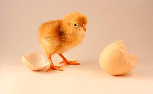 Önce tavuk mu yumurtadan çıktı, yumurta mı tavuktan?