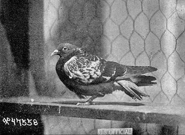 20. 1918 yılında, bir posta güvercini destek isteyen 194 Amerikalı askerin hayatını kurtarmıştır.