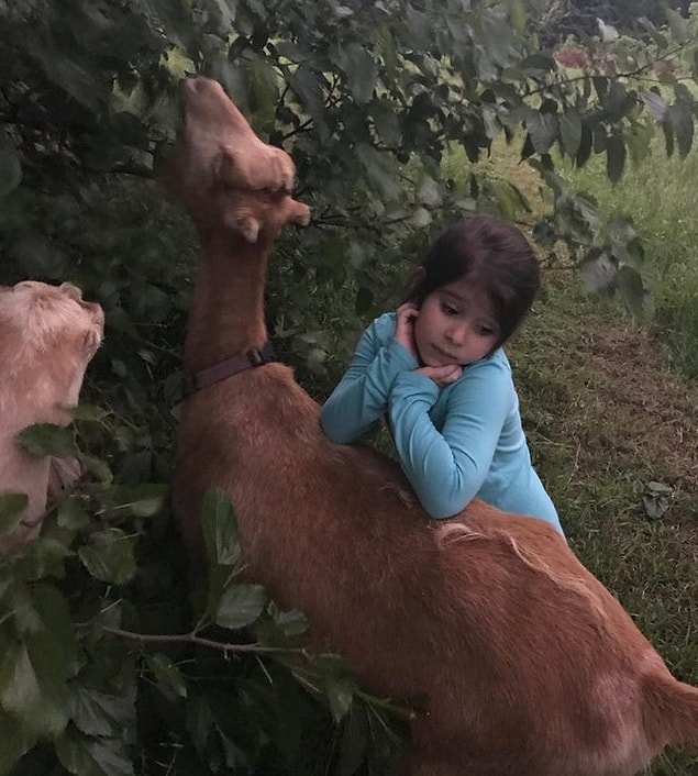 17. Keçilerle düşüncelere dalmış bir melek.