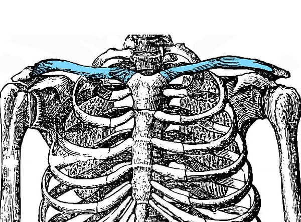 1. Начнем с простого вопроса. Как называется эта кость, выделенная голубым цветом?